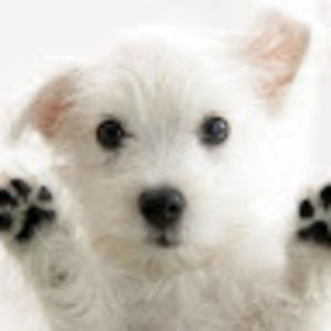 Meet your Posher, Ella